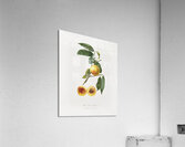 Peach Prunus persica from Pomona Italiana 1817 - 1839 by Giorgio Gallesio 1772-1839.  Acrylic Print
