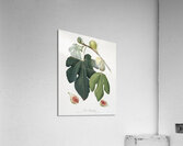 Fig Ficus carica sativa from Pomona Italiana 1817 - 1839 by Giorgio Gallesio 1772-1839.  Acrylic Print