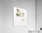 Astracan Apple Malus astracanensis from Pomona Italiana 1817 - 1839 by Giorgio Gallesio 1772-1839.  Impression acrylique