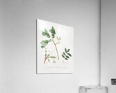 Pistachio Pistacia vera from Pomona Italiana 1817 - 1839 by Giorgio Gallesio 1772-1839.  Acrylic Print