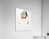 Peach Persica psillidermis from Pomona Italiana 1817 - 1839 by Giorgio Gallesio 1772-1839.  Acrylic Print