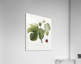 Briansole figs Ficus carica sativa from Pomona Italiana 1817 - 1839 by Giorgio Gallesio 1772-1839.  Acrylic Print