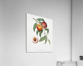 Walnut Persica violacea from Pomona Italiana 1817 - 1839 by Giorgio Gallesio 1772-1839.  Acrylic Print