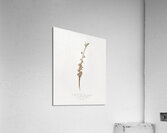 Peach flower Prunus persica from Pomona Italiana 1817 - 1839 by Giorgio Gallesio 1772-1839.  Acrylic Print