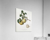 Pear Pyrus regalis from Pomona Italiana 1817 - 1839 by Giorgio Gallesio 1772-1839.  Acrylic Print