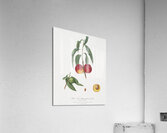 Walnut peach Persica from Pomona Italiana 1817 - 1839 by Giorgio Gallesio 1772-1839.  Acrylic Print