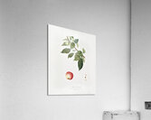 Apple Malus pumila from Pomona Italiana 1817 - 1839 by Giorgio Gallesio 1772-1839.  Acrylic Print