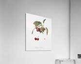 Cherry Cerasus visciola from Pomona Italiana 1817 - 1839 by Giorgio Gallesio 1772-1839.  Acrylic Print