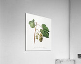 Friuili grape Vitis vinifera Forojuliensis from Pomona Italiana 1817 - 1839 by Giorgio Gallesio 1772-1839.  Acrylic Print