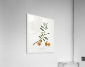 Apricot Prunus Sanctae Catherinae from Pomona Italiana 1817 - 1839 by Giorgio Gallesio 1772-1839.  Acrylic Print