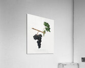 Apricot Prunus Sanctae Catherinae from Pomona Italiana 1817 - 1839 by Giorgio Gallesio 1772-1839.  Acrylic Print