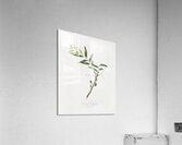 Jujube Fiorazione del Giuggiolo from Pomona Italiana 1817 - 1839 by Giorgio Gallesio 1772-1839.  Acrylic Print