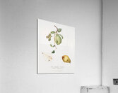 Jujube Fiorazione del Giuggiolo from Pomona Italiana 1817 - 1839 by Giorgio Gallesio 1772-1839.  Acrylic Print