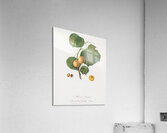 Grape vine Vitis vinifera Niciensis from Pomona Italiana 1817 - 1839 by Giorgio Gallesio 1772-1839.  Acrylic Print