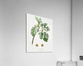 Fig Ficus carica from Pomona Italiana 1817 - 1839 by Giorgio Gallesio 1772-1839.  Acrylic Print