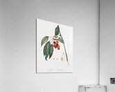 Cherry Prunus avium from Pomona Italiana 1817 - 1839 by Giorgio Gallesio 1772-1839.  Acrylic Print