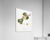 Apricot Armeniaca Alexandrina from Pomona Italiana 1817 - 1839 by Giorgio Gallesio 1772-1839.  Acrylic Print