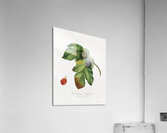 Apricot Armeniaca Alexandrina from Pomona Italiana 1817 - 1839 by Giorgio Gallesio 1772-1839.  Acrylic Print