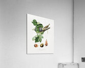 Fig Ficus carica sativa from Pomona Italiana 1817 - 1839 by Giorgio Gallesio 1772-1839.  Acrylic Print