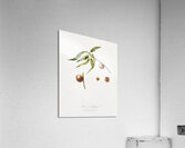 Peach Prunus persica from Pomona Italiana 1817 - 1839 by Giorgio Gallesio 1772-1839.  Acrylic Print