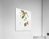 Musky pear Pyrus sativa from Pomona Italiana 1817 - 1839 by Giorgio Gallesio 1772-1839.  Acrylic Print