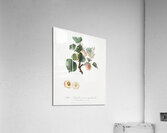 Apricot Alessandrina seconda from Pomona Italiana 1817 - 1839 by Giorgio Gallesio 1772-1839.  Acrylic Print