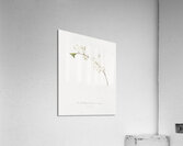 Amarena cherry flower Prunus cerasus from Pomona Italiana 1817 - 1839 by Giorgio Gallesio 1772-1839.  Acrylic Print