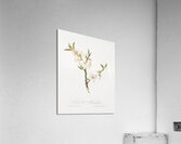 Almond tree flower Prunus dulcis from Pomona Italiana 1817 - 1839 by Giorgio Gallesio 1772-1839.  Acrylic Print