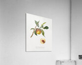 Peach Prunus persica from Pomona Italiana 1817 - 1839 by Giorgio Gallesio 1772-1839.  Acrylic Print