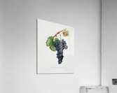 Grape Spanna Vitis vinifera Pedemontana from Pomona Italiana 1817 - 1839 by Giorgio Gallesio 1772-1839.  Acrylic Print