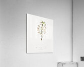 Pear tree flowers Pyrus calleryana from Pomona Italiana 1817 - 1839 by Giorgio Gallesio 1772-1839.  Acrylic Print