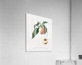 Peach Persica julodermis from Pomona Italiana 1817 - 1839 by Giorgio Gallesio 1772-1839.  Acrylic Print