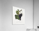 Black grape Vitis vinifera from Pomona Italiana 1817 - 1839 by Giorgio Gallesio 1772-1839.  Acrylic Print