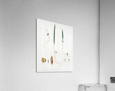 Date Palm Phoenix dactylifera from Pomona Italiana 1817 - 1839 by Giorgio Gallesio 1772-1839.  Acrylic Print