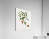 Peach Amygdalus persica iulodermis from Pomona Italiana 1817 - 1839 by Giorgio Gallesio 1772-1839.  Acrylic Print