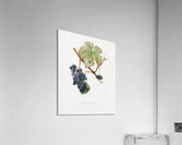 Peach Amygdalus persica iulodermis from Pomona Italiana 1817 - 1839 by Giorgio Gallesio 1772-1839.  Acrylic Print