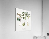 Pear Pyrus mendax from Pomona Italiana 1817 - 1839 by Giorgio Gallesio 1772-1839.  Acrylic Print