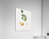 Winter citron Pyrus virgolata from Pomona Italiana 1817 - 1839 by Giorgio Gallesio 1772-1839.  Acrylic Print
