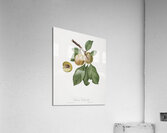 Winter citron Pyrus virgolata from Pomona Italiana 1817 - 1839 by Giorgio Gallesio 1772-1839.  Acrylic Print