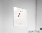 Peach blossom Prunus persica from Pomona Italiana 1817 - 1839 by Giorgio Gallesio 1772-1839.  Acrylic Print