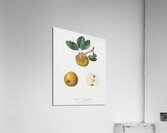 Apple Malus carpendolo from Pomona Italiana 1817 - 1839 by Giorgio Gallesio 1772-1839.  Acrylic Print