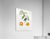 Apricot Pesca Natalina from Pomona Italiana 1817 - 1839 by Giorgio Gallesio 1772-1839.  Acrylic Print