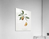 Armenian plum Prunus armeniaca from Pomona Italiana 1817 - 1839 by Giorgio Gallesio 1772-1839.  Acrylic Print