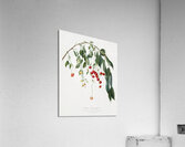 Visciola Cherries Cerasus visciola from Pomona Italiana 1817 - 1839 by Giorgio Gallesio 1772-1839.  Acrylic Print