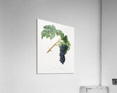 Black Aleatico grape Vitis vinifera from Pomona Italiana 1817 - 1839 by Giorgio Gallesio 1772-1839.  Acrylic Print