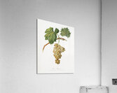 Grape vine Vitis vinifera Niciensis from Pomona Italiana 1817 - 1839 by Giorgio Gallesio 1772-1839.  Acrylic Print