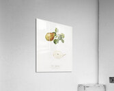 Pear Pyrus Spaddonia from Pomona Italiana 1817 - 1839 by Giorgio Gallesio 1772-1839.  Acrylic Print