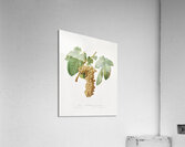 Trebbiano grapes Vitis vinifera Trebulana Florentina from Pomona Italiana 1817 - 1839 by Giorgio Gallesio 1772-1839.  Impression acrylique