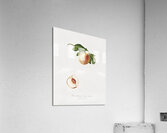 Peach Persica julodermis from Pomona Italiana 1817 - 1839 by Giorgio Gallesio 1772-1839.  Acrylic Print