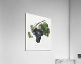 Pomona Italiana by Giorgio Gallesio 106 Acrylic Print